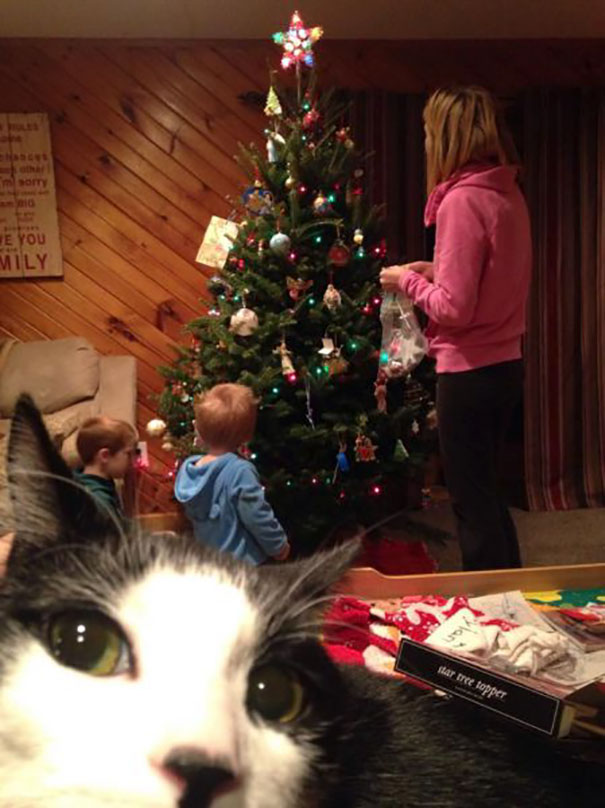 Funny Cat Photobombs