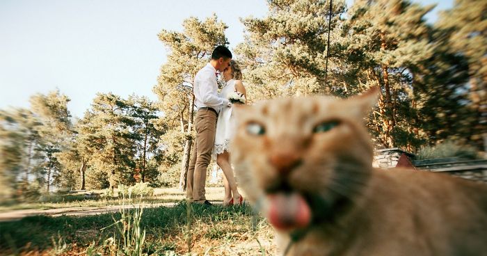 50 Times Asshole Cats Hilariously Photobombed Purrfect Shots