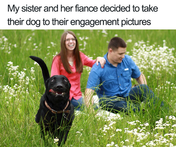 Funny Dog Photobombs