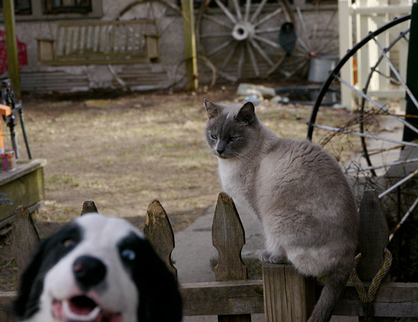 Funny Dog Photobombs