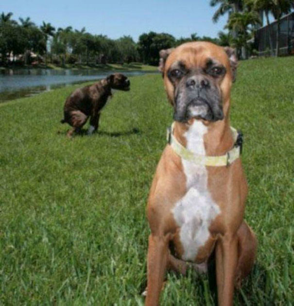 Funny Dog Photobombs