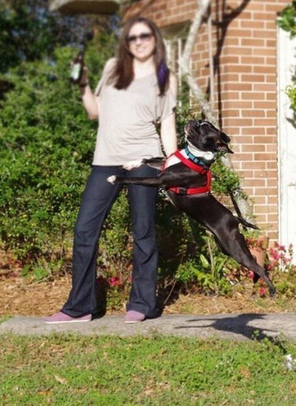 Funny Dog Photobombs