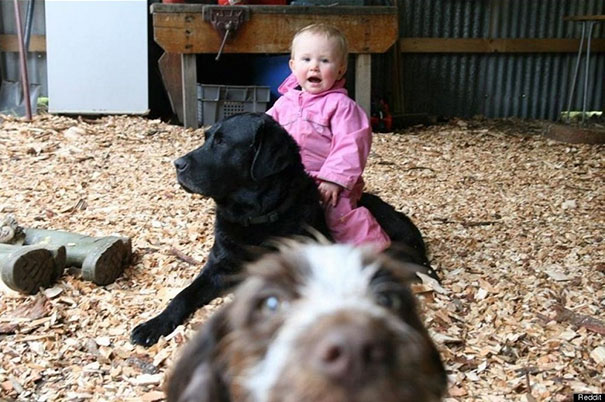 Funny Dog Photobombs