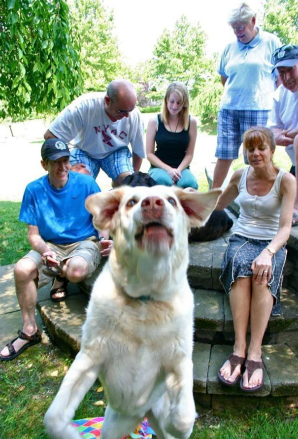 Funny Dog Photobombs
