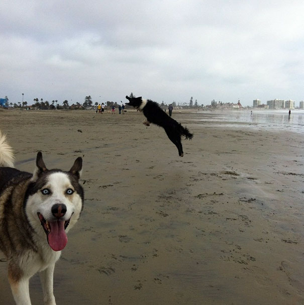Funny Dog Photobombs