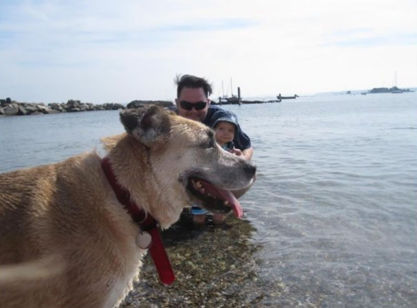 Funny Dog Photobombs