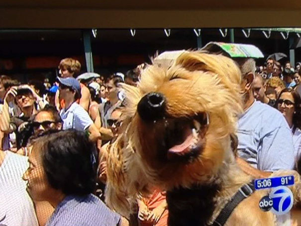 Funny Dog Photobombs