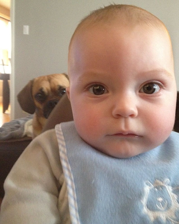 Funny Dog Photobombs
