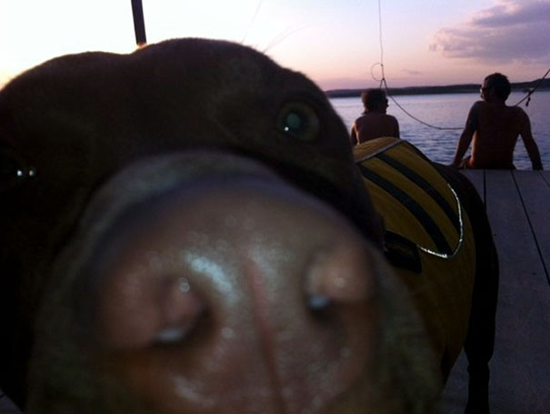 Funny Dog Photobombs