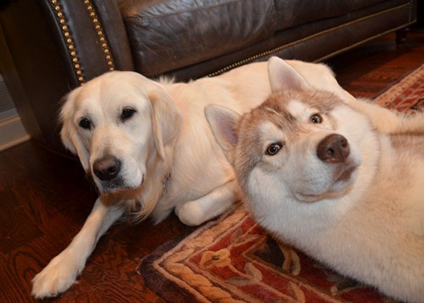 Funny Dog Photobombs