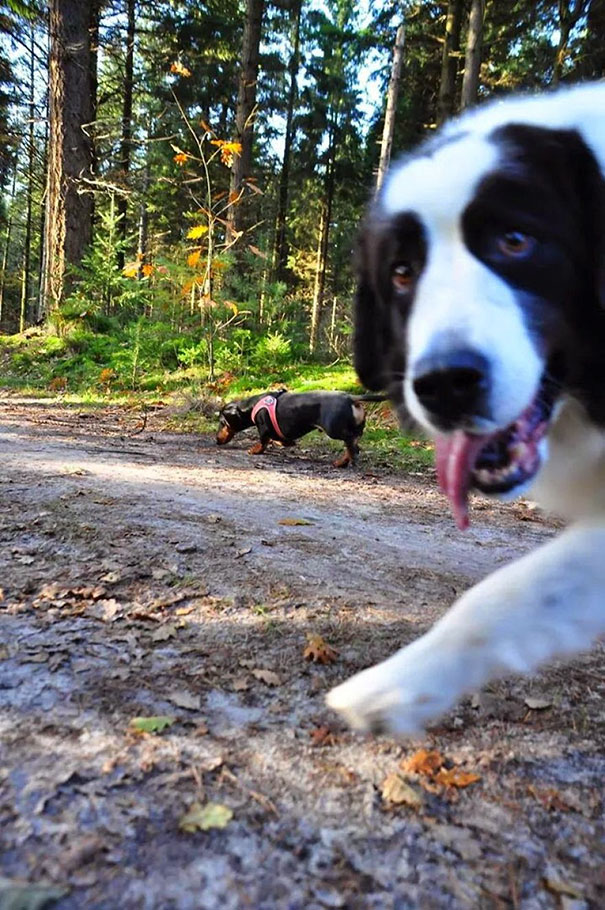 Funny Dog Photobombs