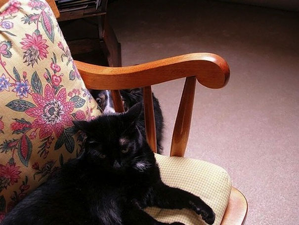 Funny Dog Photobombs