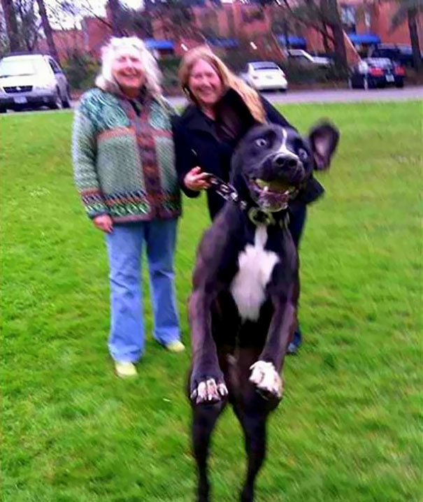 Funny Dog Photobombs