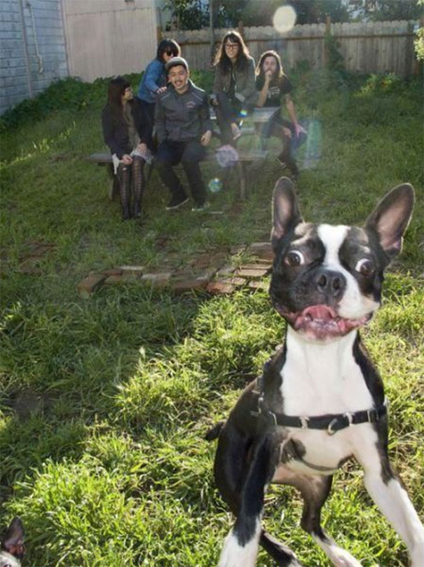 Funny Dog Photobombs