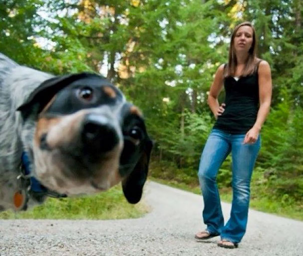 Funny Dog Photobombs