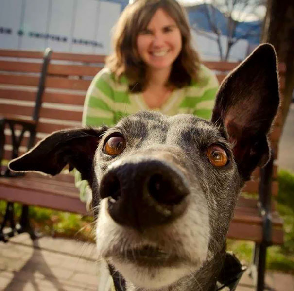 Funny Dog Photobombs