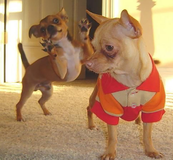 Funny Dog Photobombs