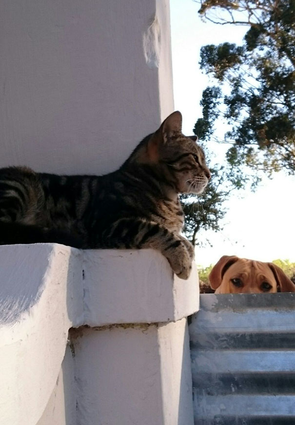 Funny Dog Photobombs