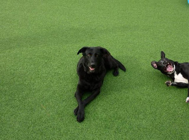 Funny Dog Photobombs