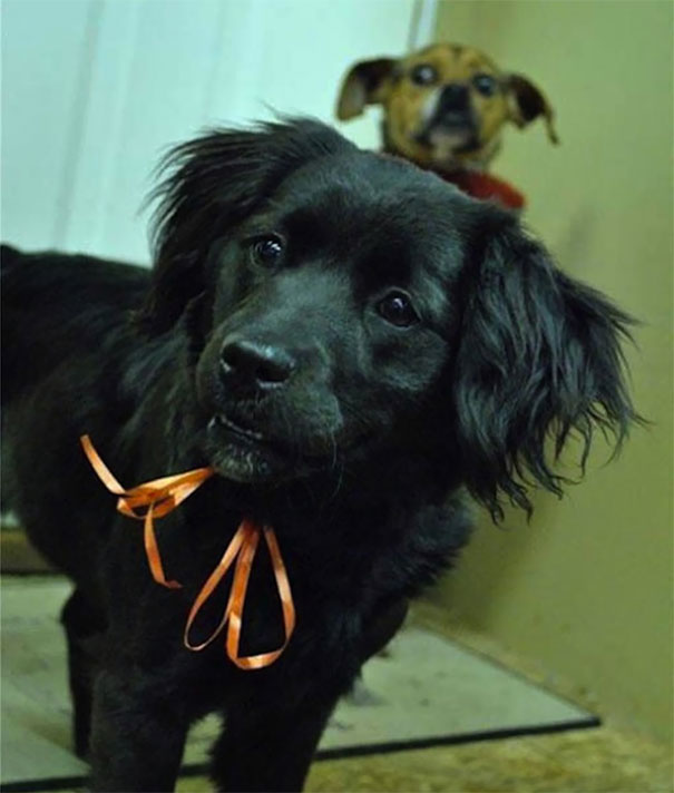 Funny Dog Photobombs