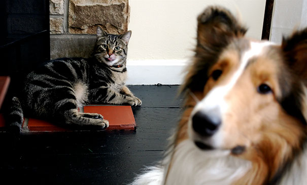 Funny Dog Photobombs