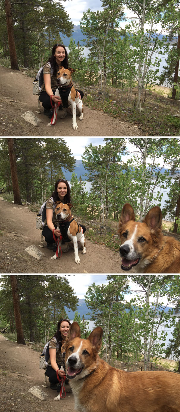 Funny Dog Photobombs