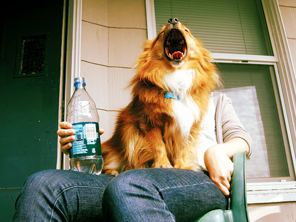 Funny Dog Photobombs