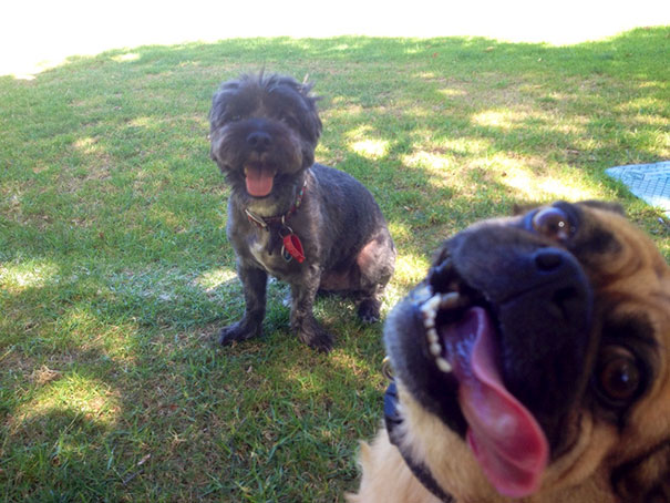 Funny Dog Photobombs