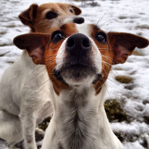 Funny Dog Photobombs