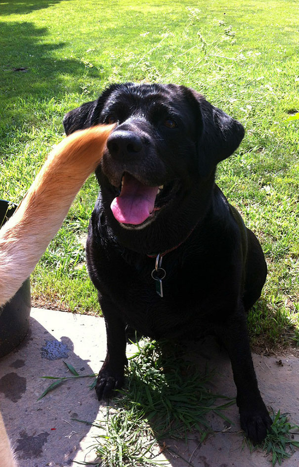 Funny Dog Photobombs