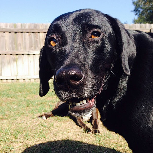 Funny Dog Photobombs