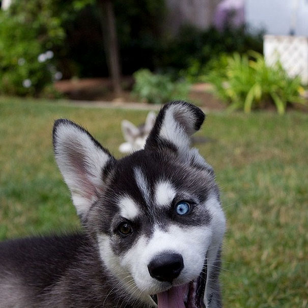 Funny Dog Photobombs