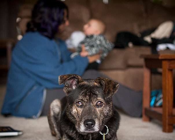 Funny Dog Photobombs