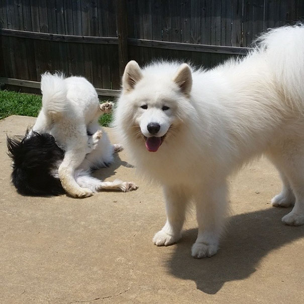 Funny Dog Photobombs