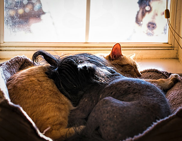 Funny Dog Photobombs