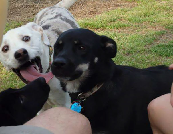 Funny Dog Photobombs