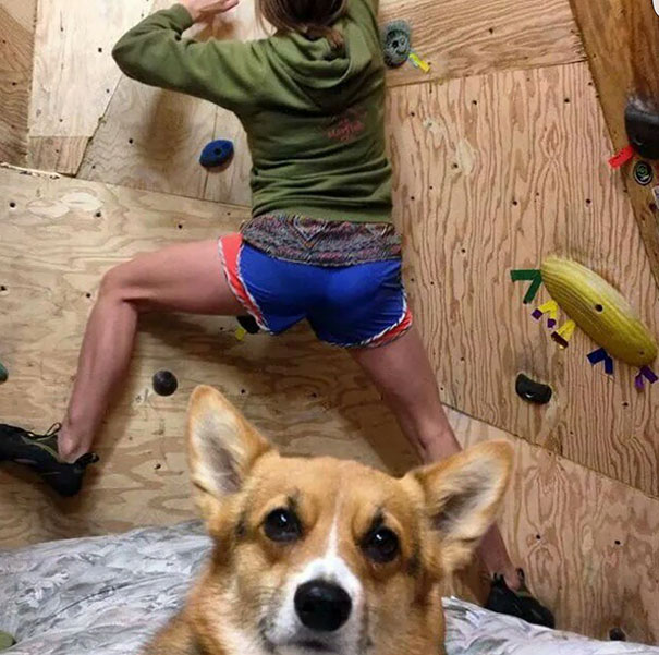 Funny Dog Photobombs
