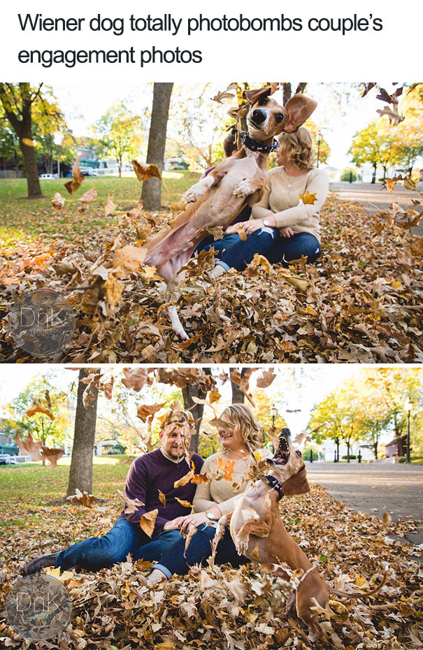 Funny Dog Photobombs