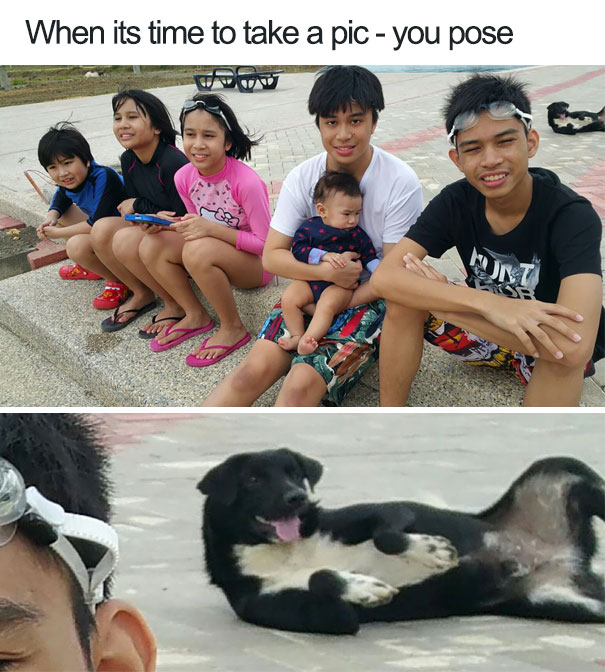Funny Dog Photobombs