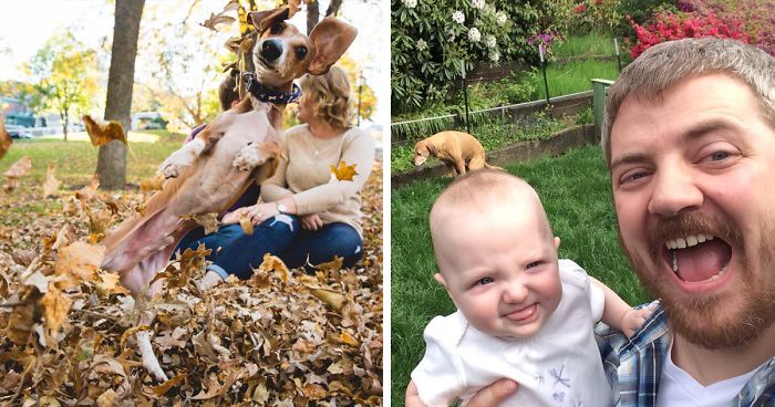 50 Times Asshole Dogs Ruined Perfect Shots