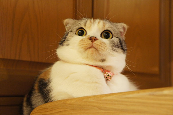 Shocked Cat