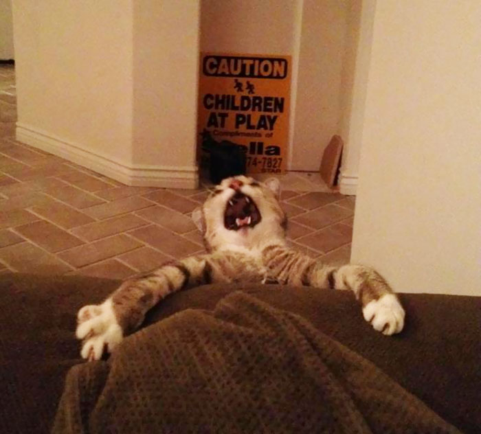 50 Over Dramatic Cats Who Deserve An Oscar