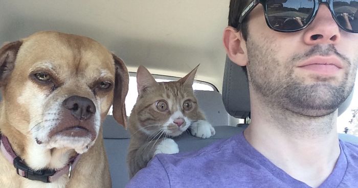 50 Over Dramatic Cats Who Deserve An Oscar
