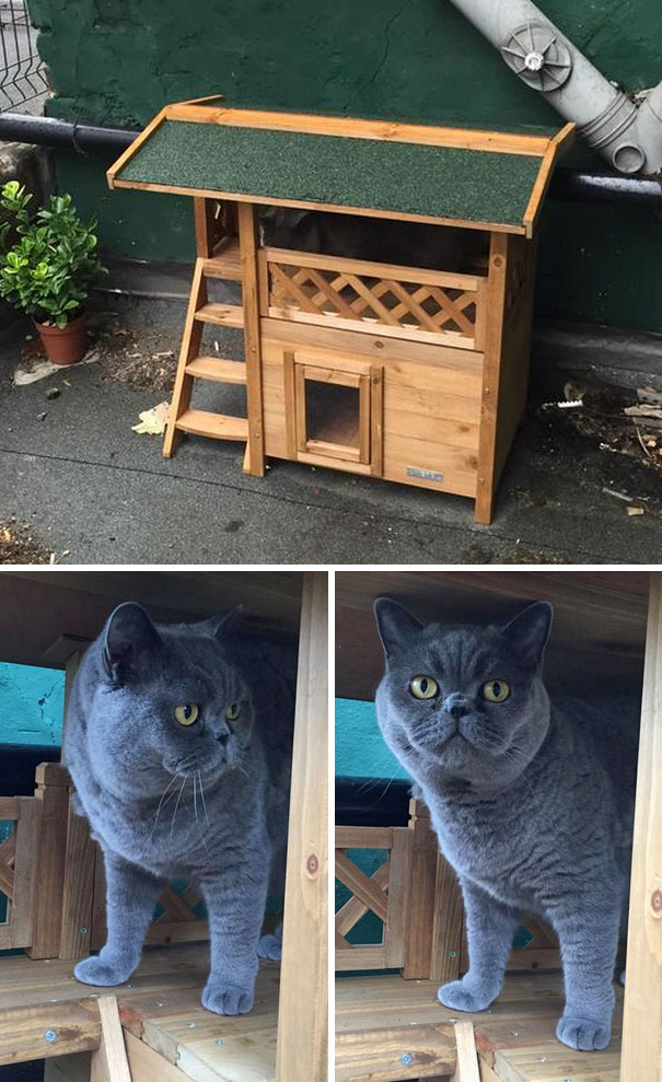 Got Drunk On Amazon And Bought The Cat A House