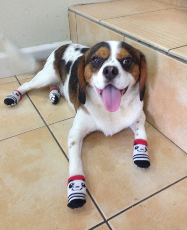 When I Was Drunk I Bought My Dog Socks Off Ebay