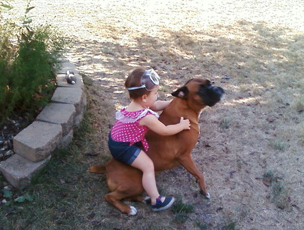 My Kid Riding The Dog Like A Pony, While Wearing Safety Goggles