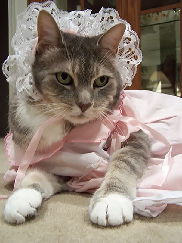 When You Leave The Cat With Your Daughter For 5 Minutes