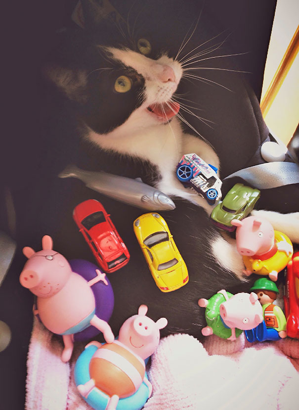 I Heard My Son Giggling In His Room Whilst I Fed My Daughter In Another Room. Found My Cat Like This 5 Minutes Later