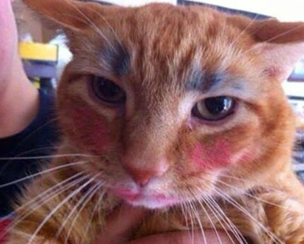 When You Leave Little Girls With A Cat Alone For Too Long