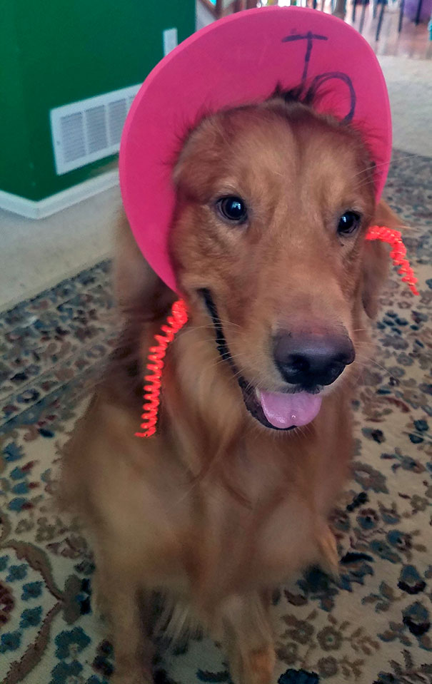 This Dog Has So Much Patience For My Kids' Shinanigans